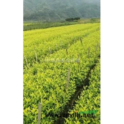 桂花，红豆杉，海棠，紫薇，银杏，樱花，红叶石楠，玉兰，香樟