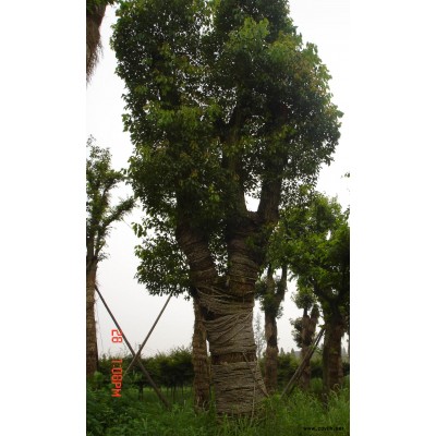 大量供应香樟树