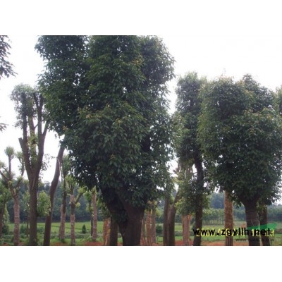 湖南移栽广玉兰15公分