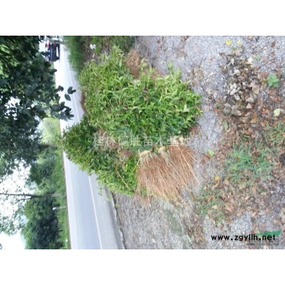 广西桂林地区供应 1.5米高的香樟