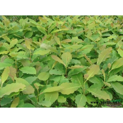 丹东银杏及其种子