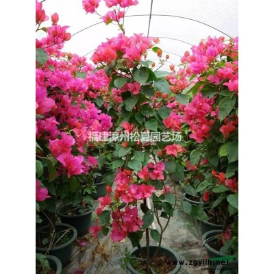 福建骨架香樟8-10-12-15-18-20公分低价销售