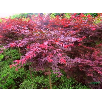 上海广玉兰4介绍