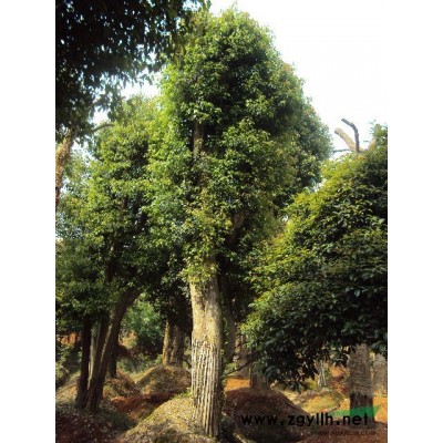 湖南广玉兰供应/湖南广玉兰图片