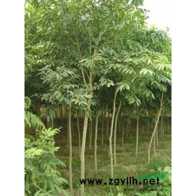 浙江地区供应10-20公分大银杏