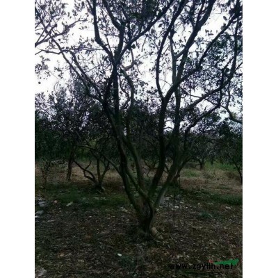 浙江衢州14到16公分杀头香樟，360元上车价