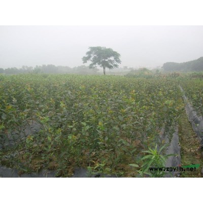 广玉兰报价/浙江广玉兰报价