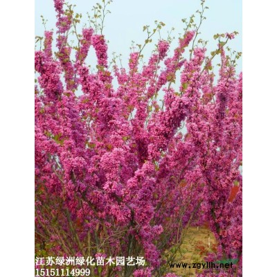 江苏广玉兰.广玉兰小苗.白玉兰.紫玉兰.黄玉兰.白玉兰小苗