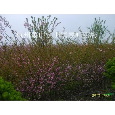 杭州萧山地区供应10-25cm广玉兰