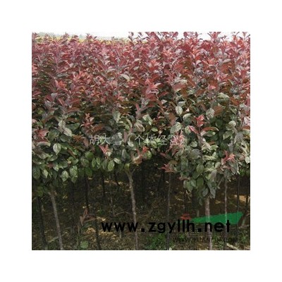 银杏树苗 批发 植物 银杏苗木 白果树苗 中国国树 银杏小苗