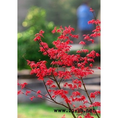 广玉兰行情报价\广玉兰图片展示