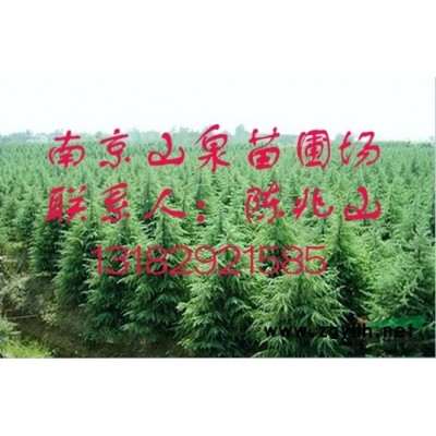 广玉兰价格--[南京山泉苗圃场】