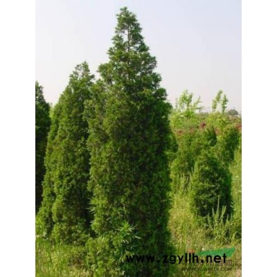 供应胸径7厘米至8厘米银杏树