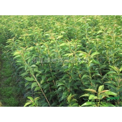 浙江20公分香樟介绍