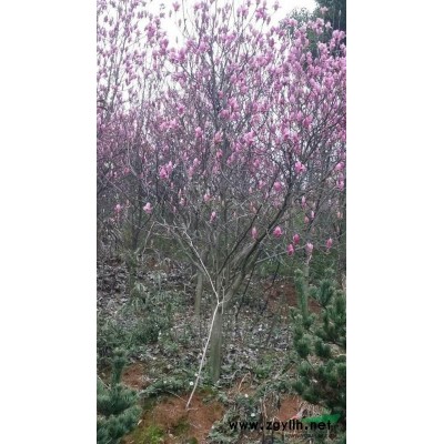 香樟图片\香樟报价