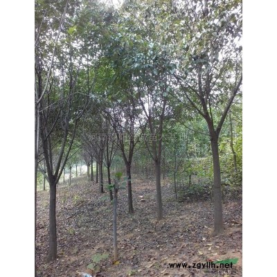香樟*新价格/香樟报价