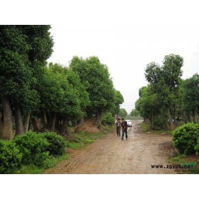 香樟、桂花、罗汉松、广玉兰、乐东拟单性木兰等