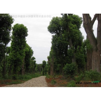 精品香樟、桂花、广玉兰、红叶石楠