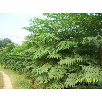 广玉兰报价/湖南广玉兰报价