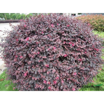 供应香樟米径2-3公分，夏溪周边本地货源