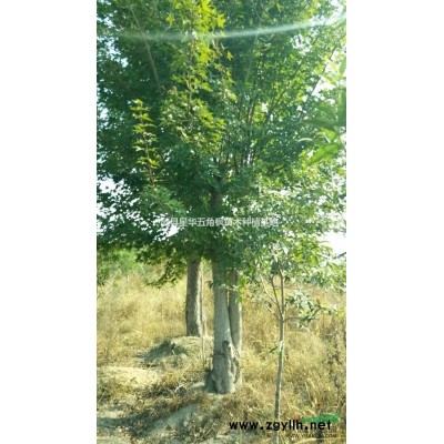 供应批量优质的丛生香樟