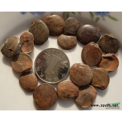 江苏沭阳低价供应批发广玉兰 广玉兰种子