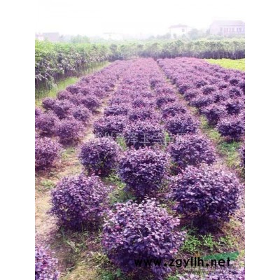 自产垂柳 香樟 高干红叶石楠 西府海棠 红叶李 樱花 桂花