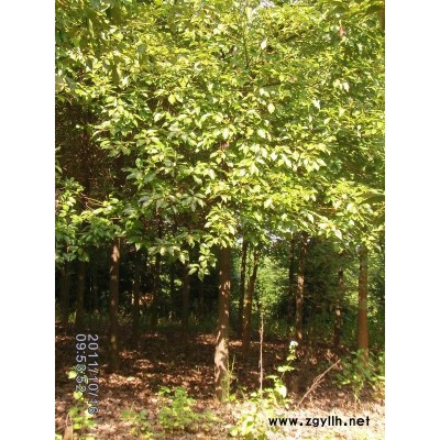 银杏，江西抚州银杏