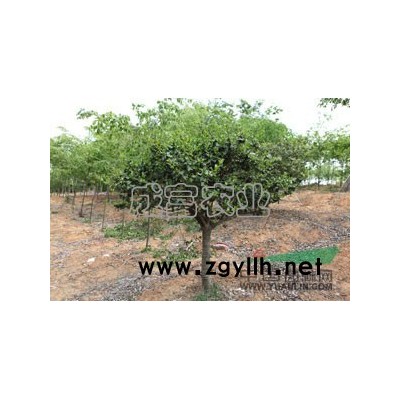 银杏行情报价\银杏图片展示