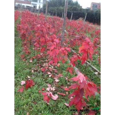 广玉兰行情报价\广玉兰图片展示