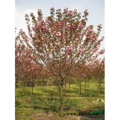 广玉兰.*新价格/广玉兰.报价