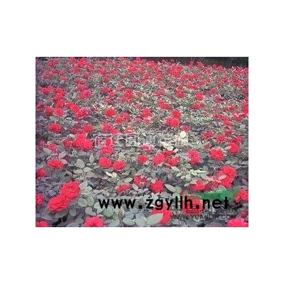 广玉兰地经1.5---2.0  高100以上