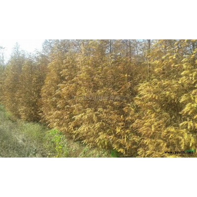 银杏小苗*新行情//九江银杏小苗价格