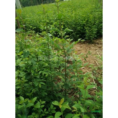 15公分香樟*选南京溧水润农苗木，价格合理，欢迎来电咨询！