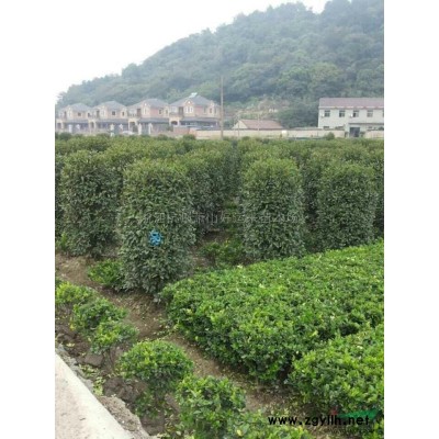 银杏*新价格/银杏报价