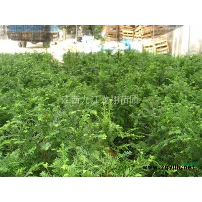 供应广玉兰/江西广玉兰低价格批发