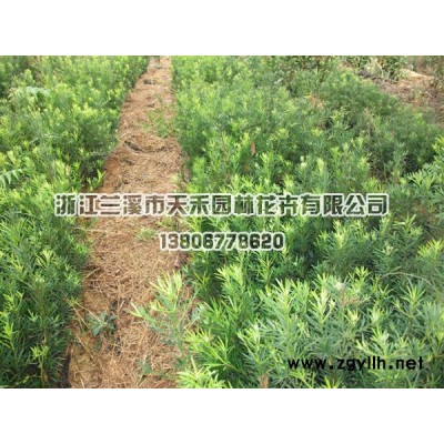 供广玉兰直径10一15cm