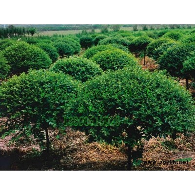 银杏树*新价格/银杏树报价