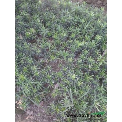 桂花.香樟.红枫.紫薇.广玉兰.罗汉松.孪树.杜英.