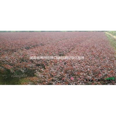 玉兰、白玉兰、红玉兰、广玉兰苗木