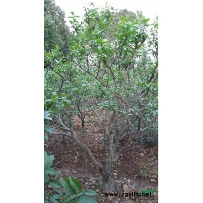 广玉兰4供应/广玉兰4图片