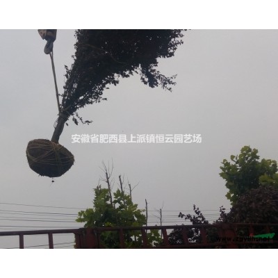 丛生腊梅，广玉兰、红叶李（桃）、珍珠梅、榆叶梅、法梧，三角枫