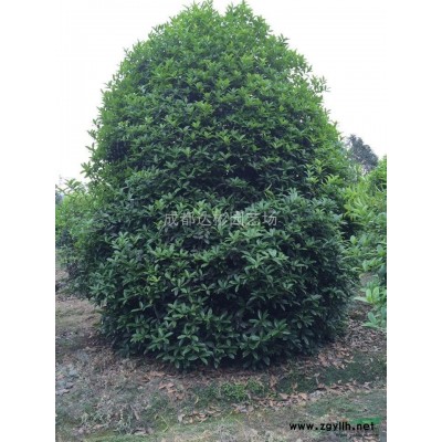 成都供应8-20公分广玉兰