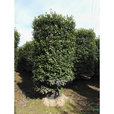 浙江香樟14-30㎝，3000棵4*新报价/香樟14-30㎝，3000棵4图片