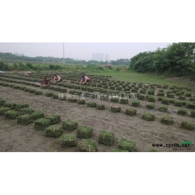 精品红叶石楠球，红叶石楠树，红叶石楠小苗，广玉兰