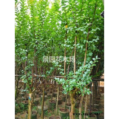 漳州马口大量供应3-40公分优质香樟