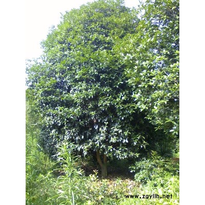 低价处理 18-30公分广玉兰 30-50公分香樟