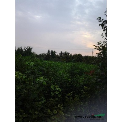 银杏树、高杆红叶石楠、鸡爪槭、广玉兰