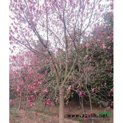 江苏南京基地低价供应批发香樟