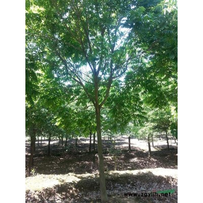 胸径8-20公分广玉兰